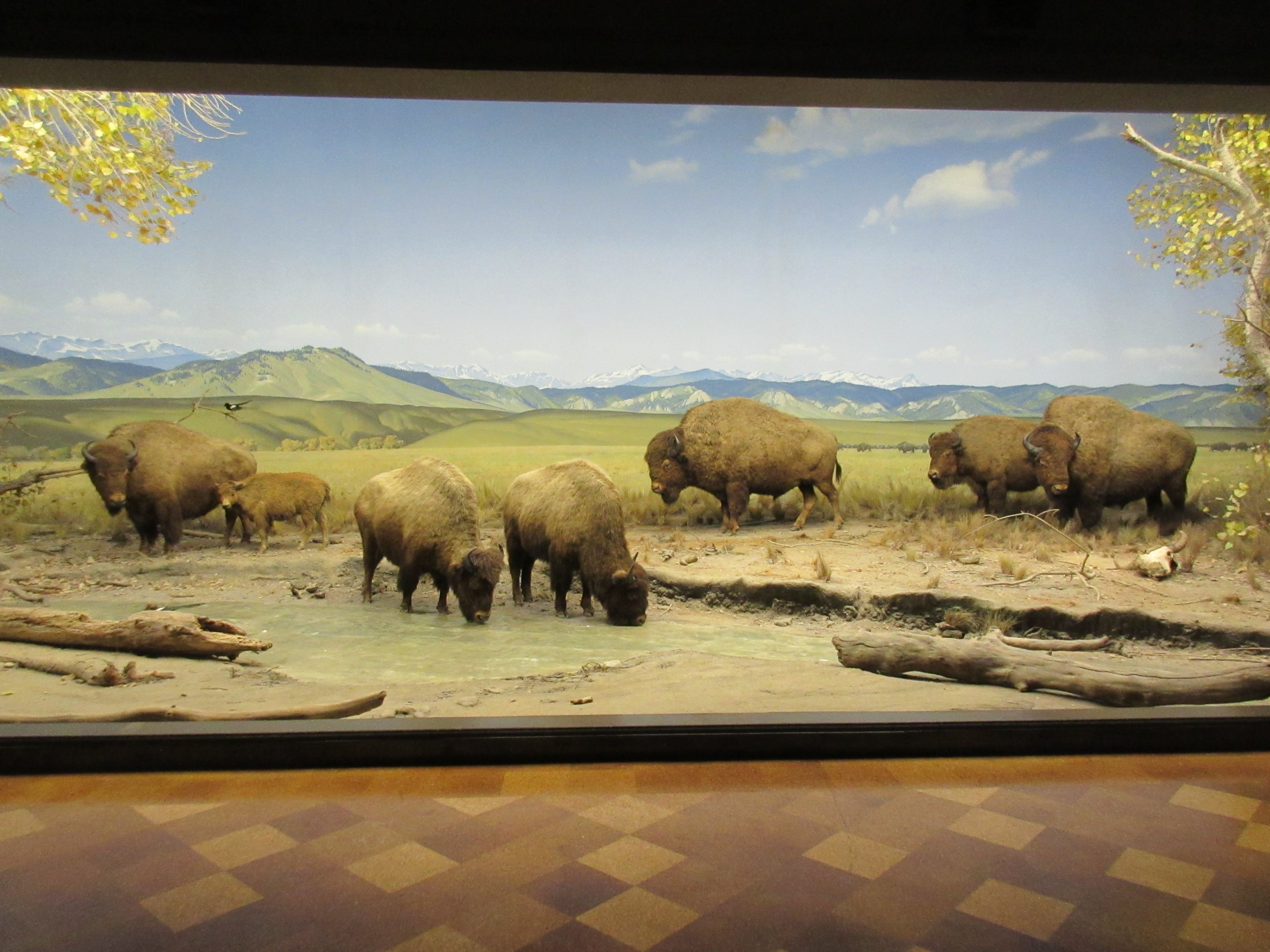 North American Mammal Hall