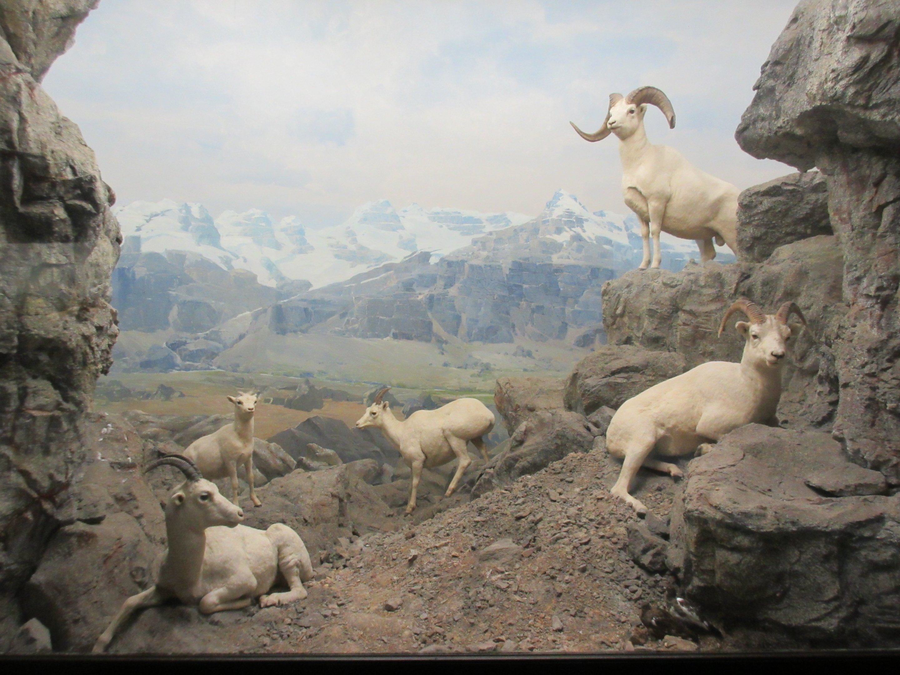 North American Mammal Hall