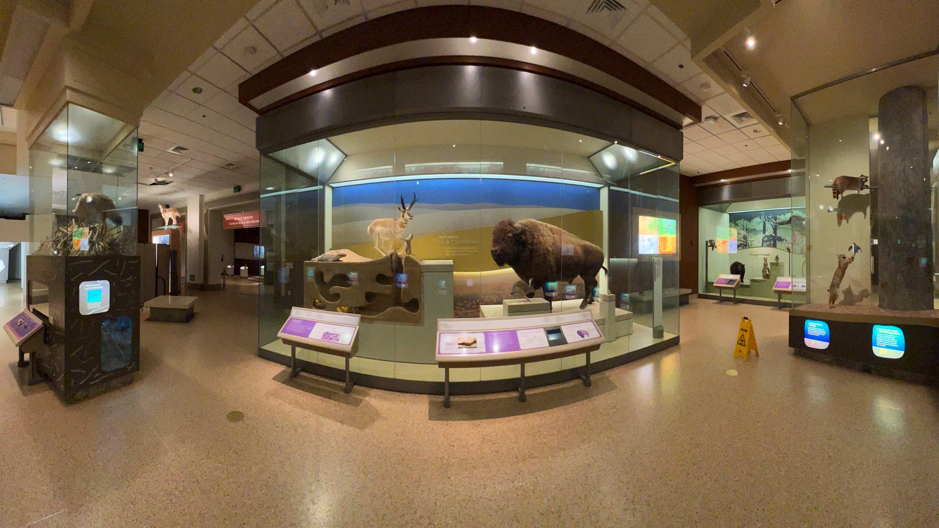 North American Mammals