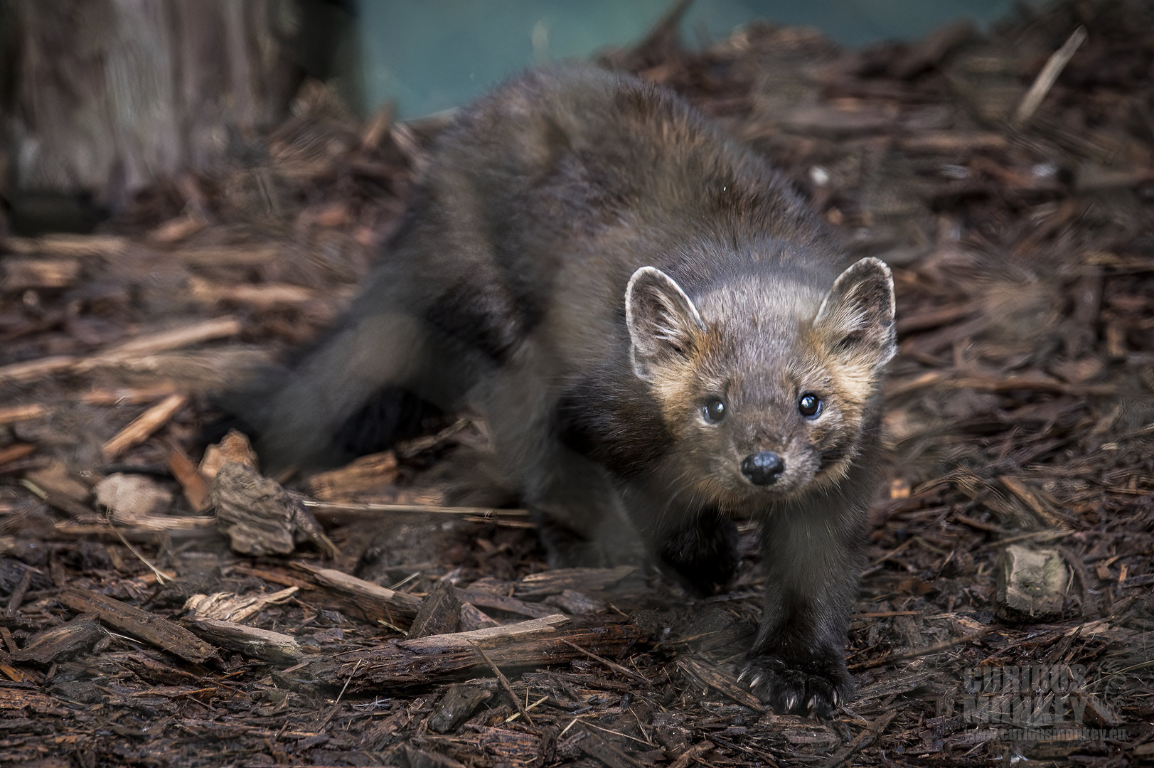North American Marten (martes americana) 10/21