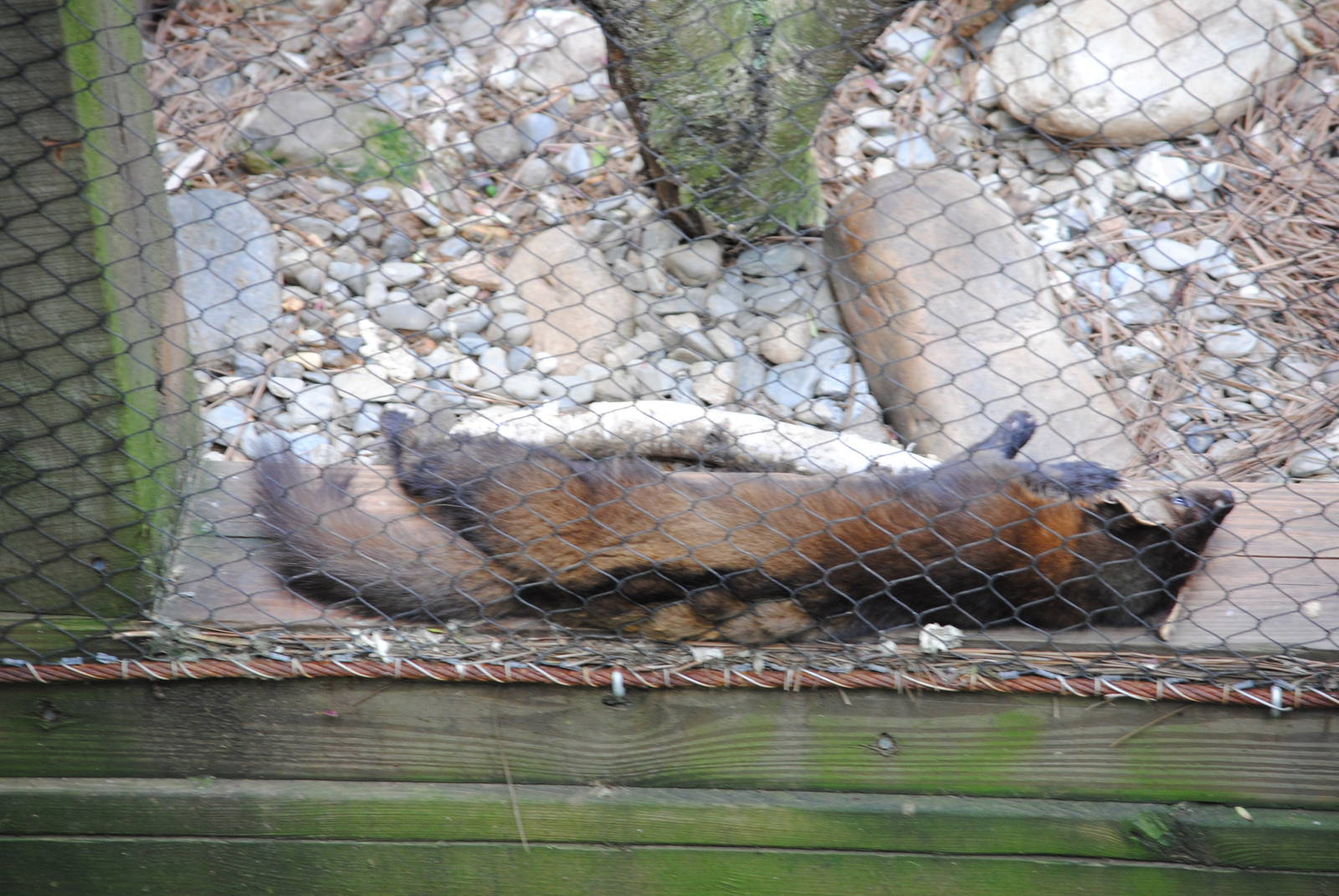 North-American Marten