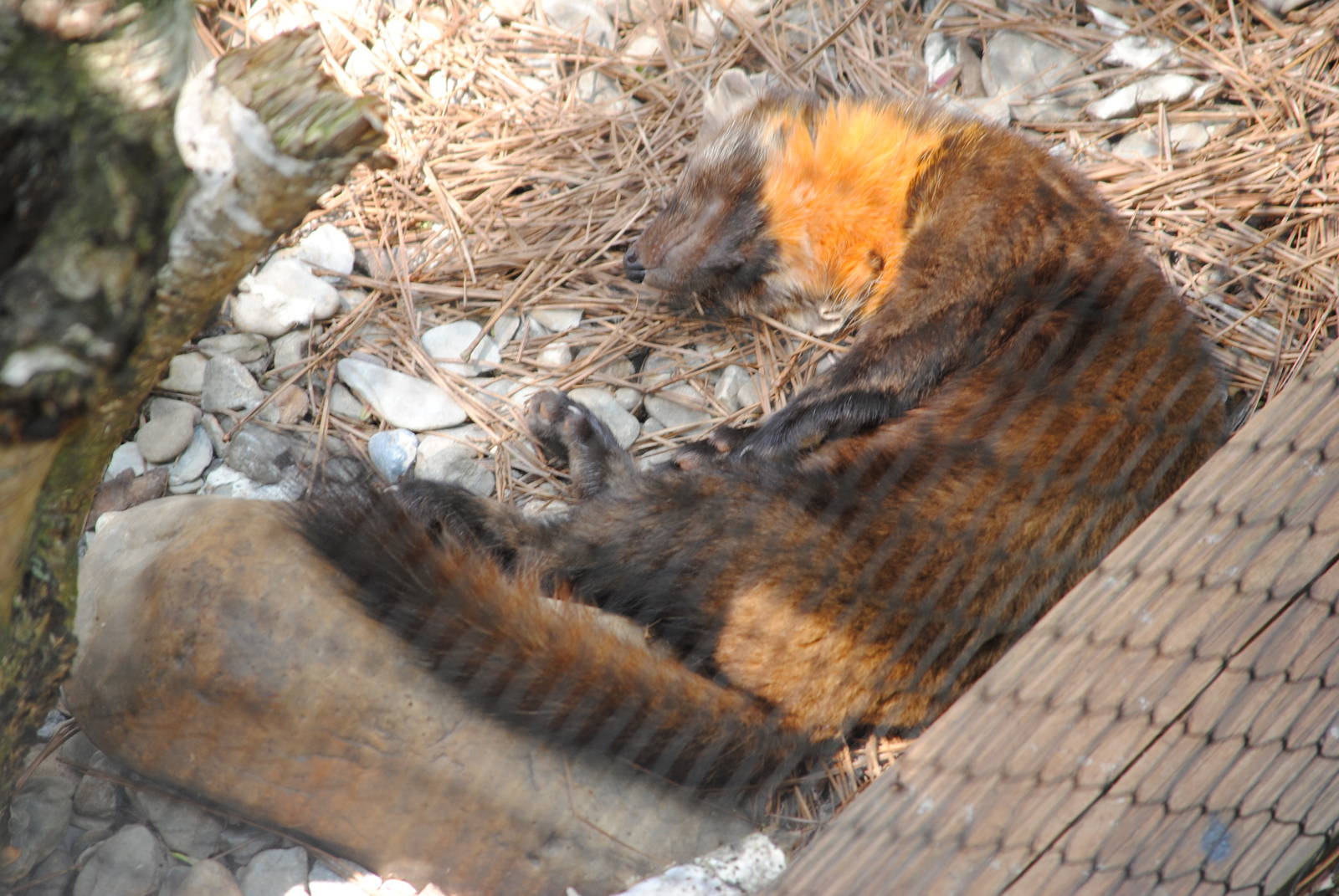 North-American Marten