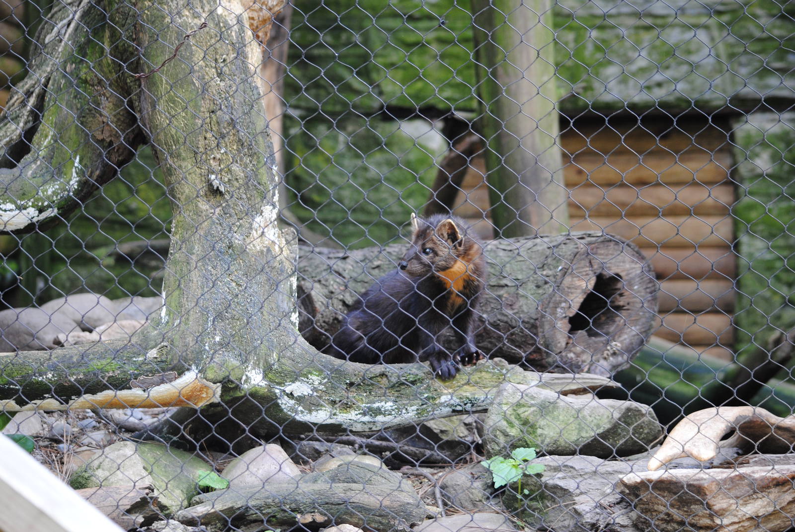 North-American Marten