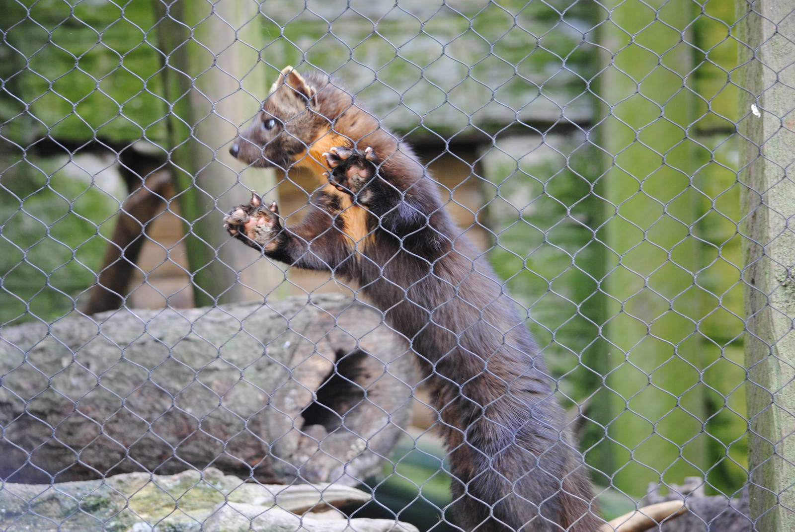 North-American Marten