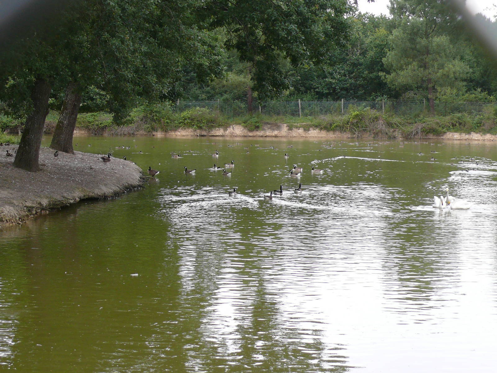 North american moose exhibit
