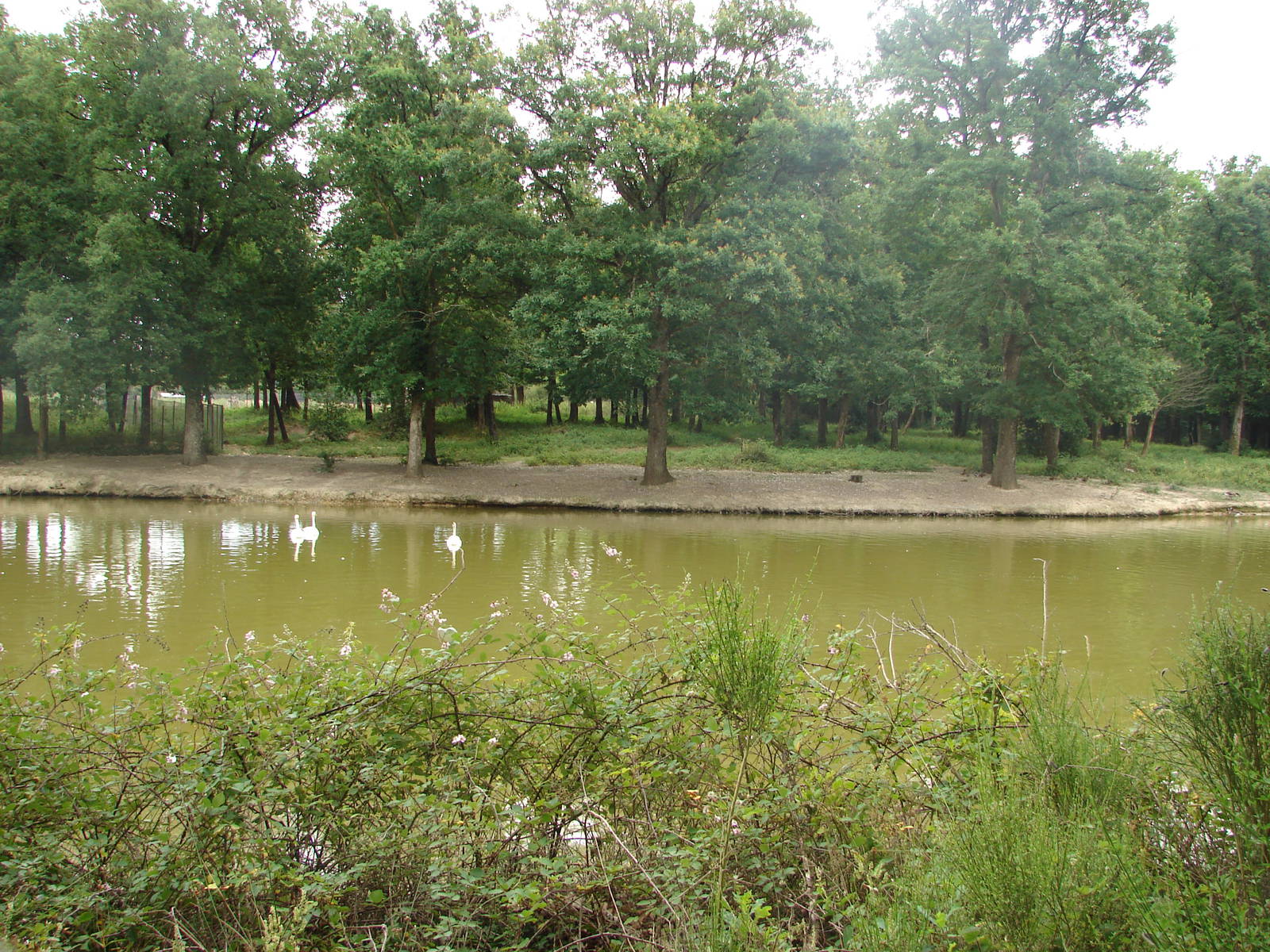 North-american moose exhibit