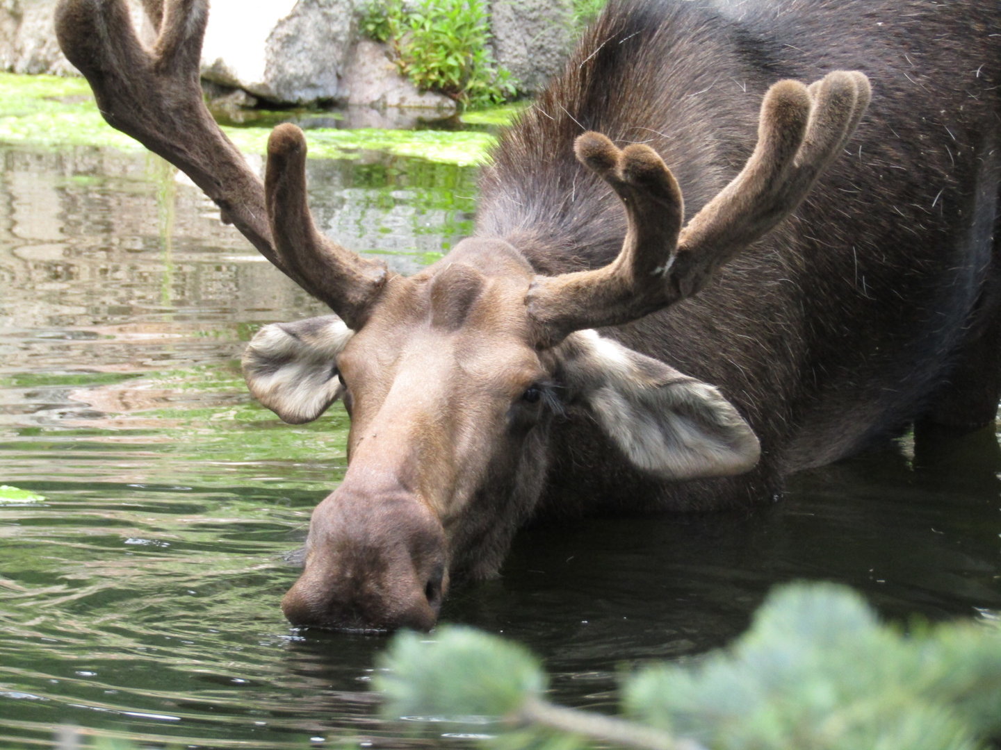 North American Moose