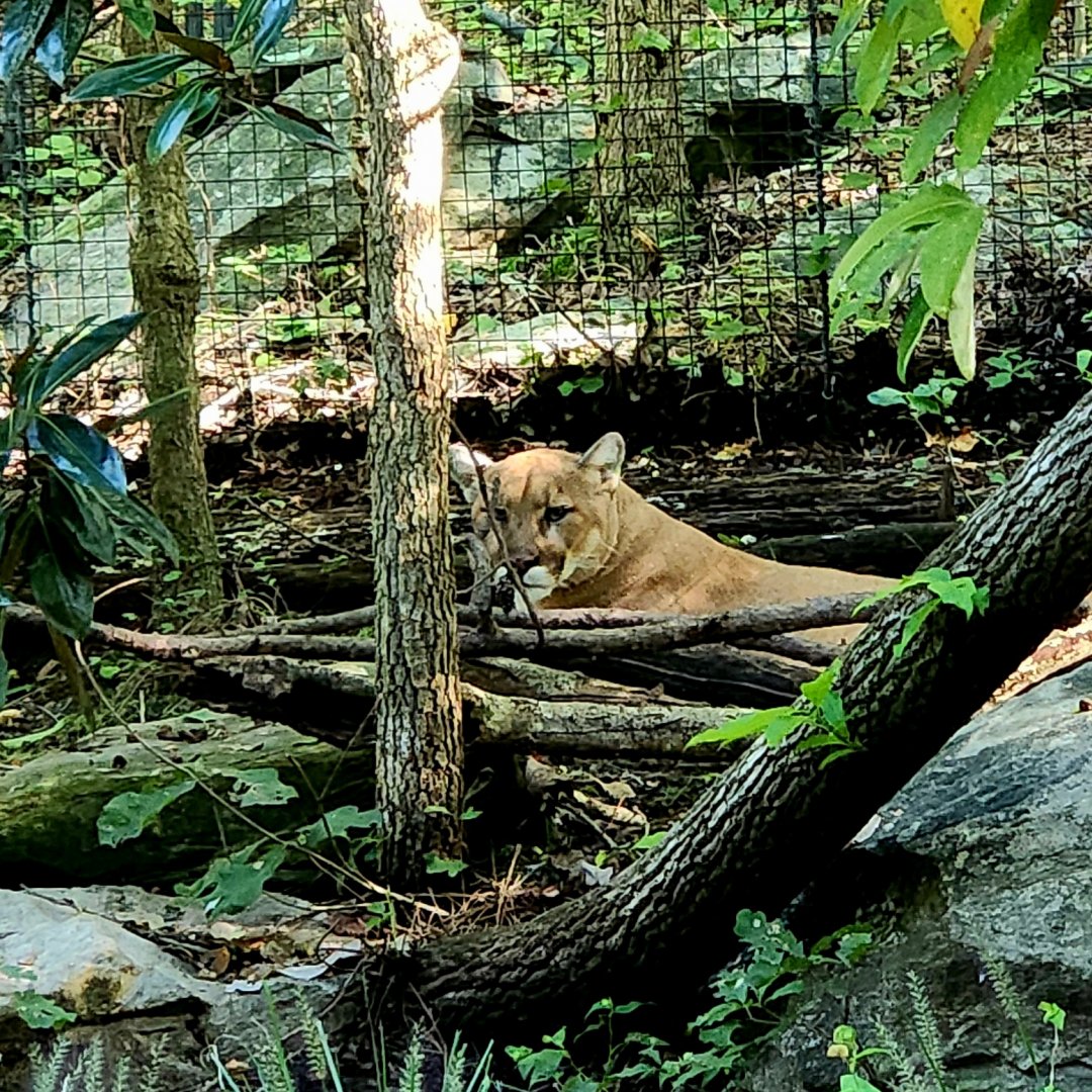 North American Mountain Lion (Puma concolor couguar)