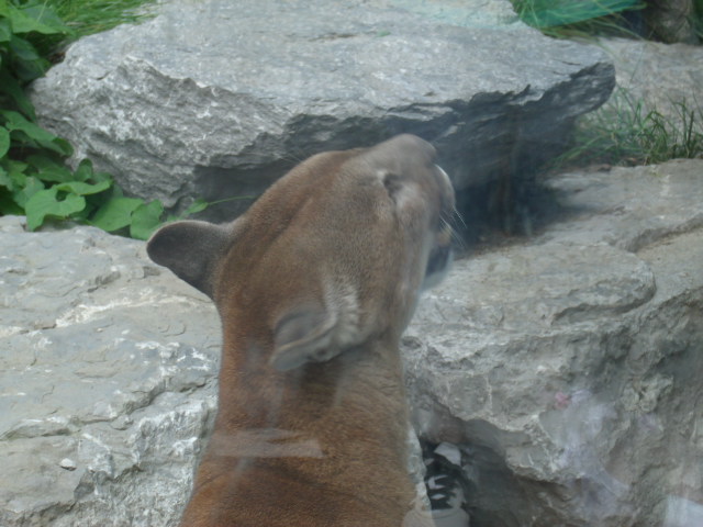 North American Mountain Lion