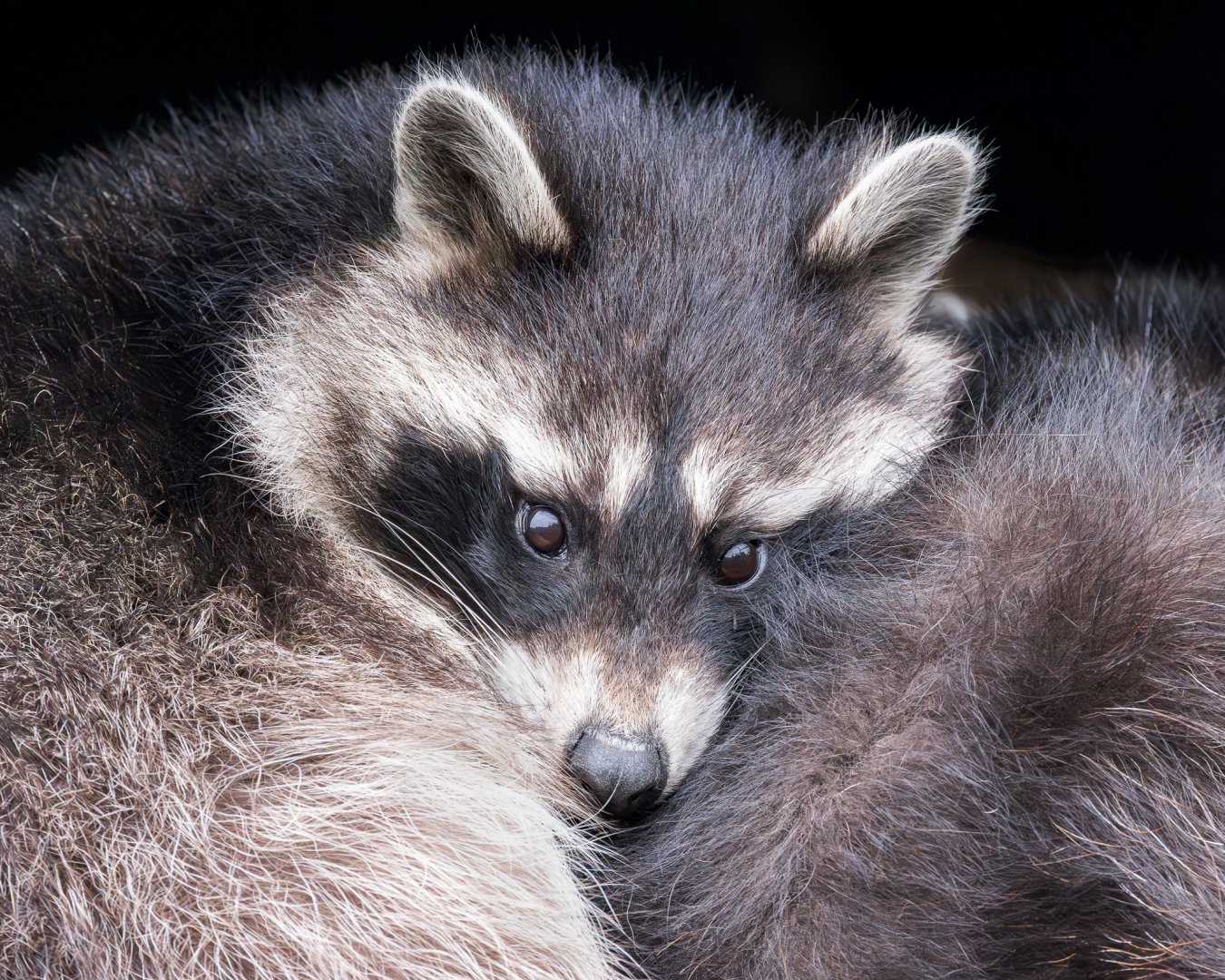 North American or Common Raccoon / Hamerton / 7-11-24