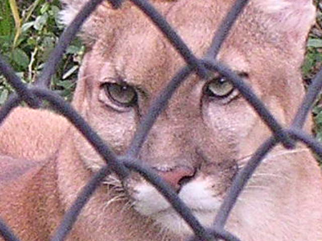 North American or South American puma?
