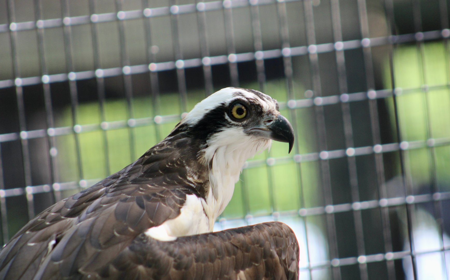 North American Osprey (Pandion haliaetus carolinensis)
