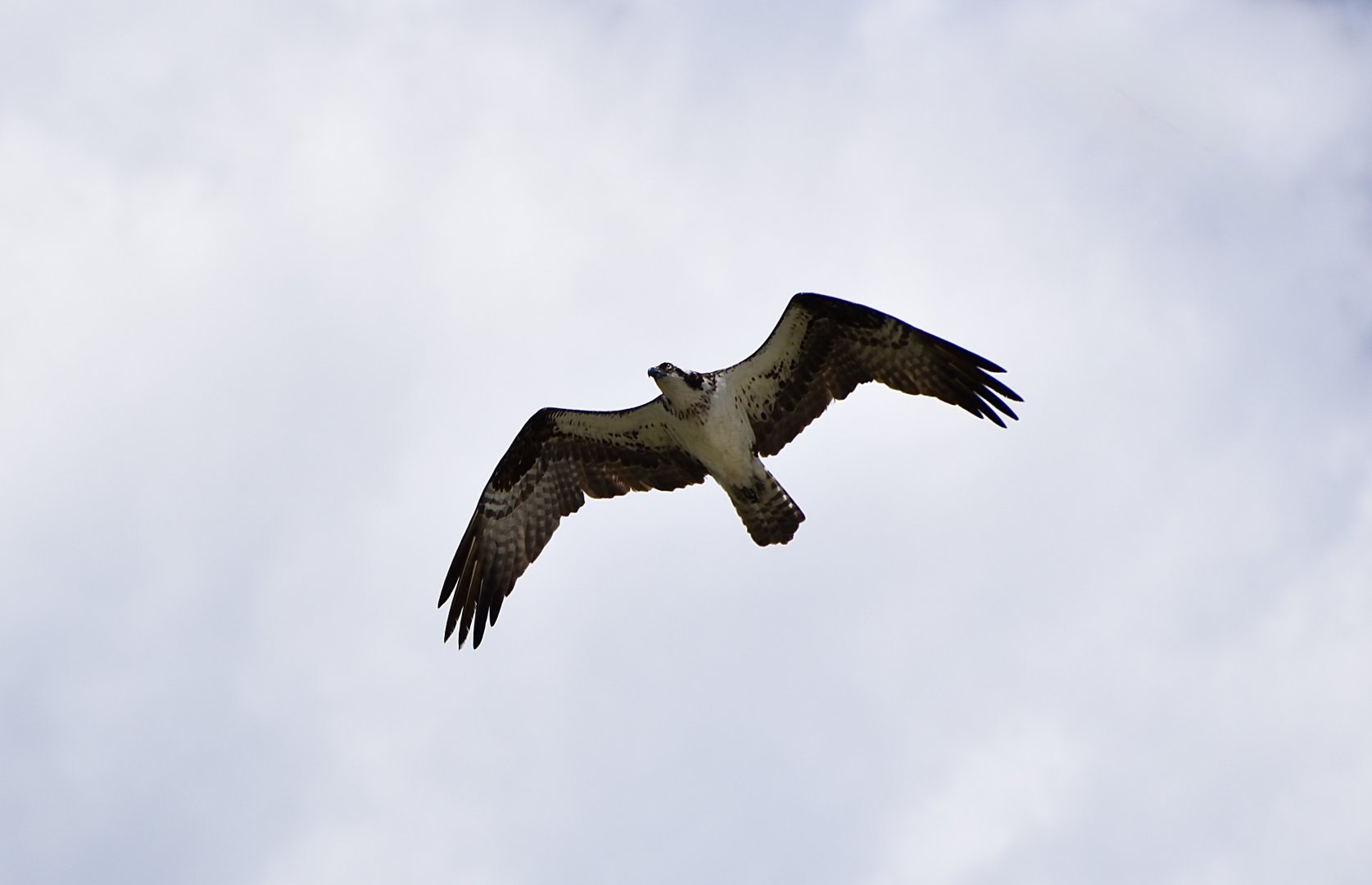 North American Osprey (Pandion haliaetus carolinensis)