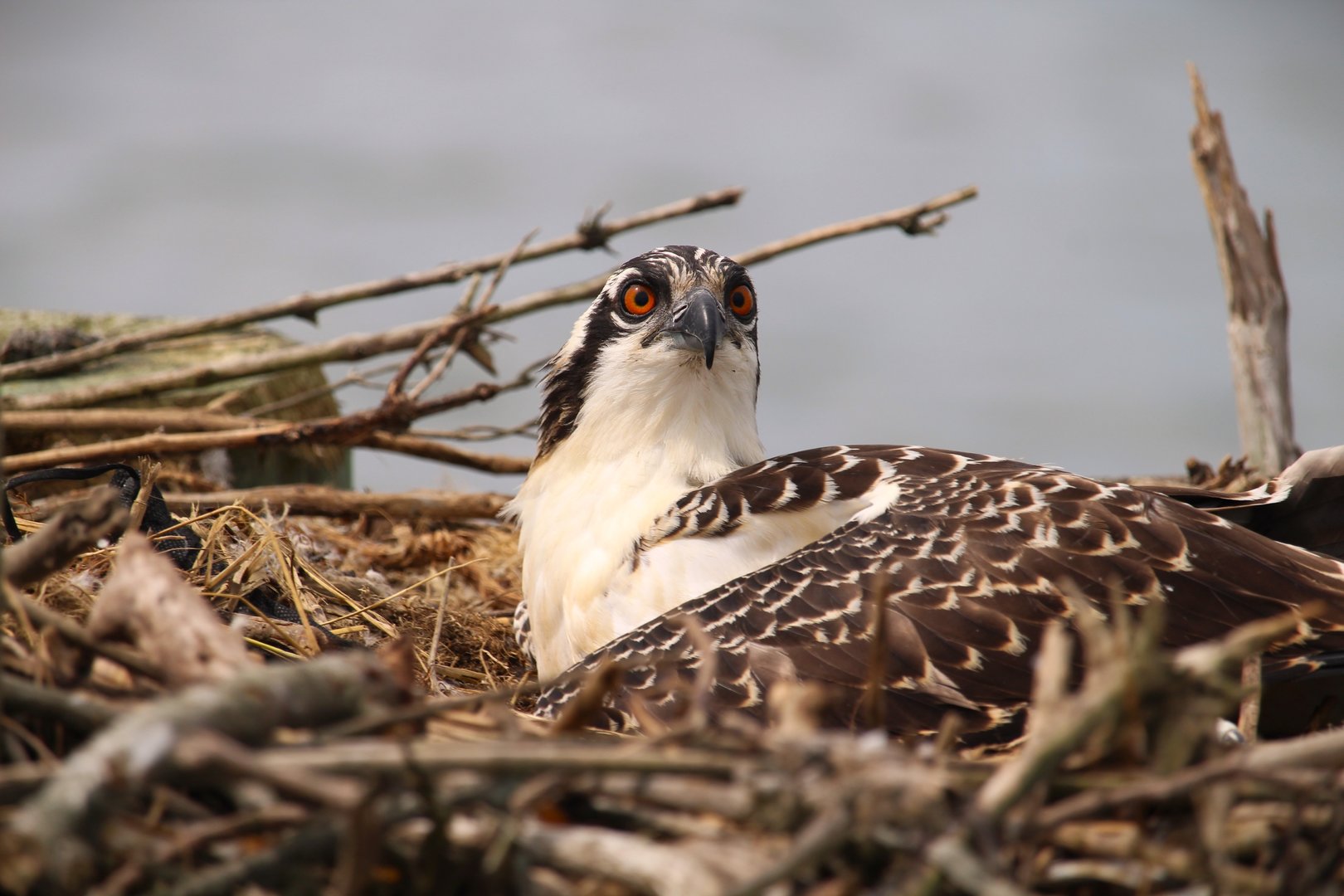 North American Osprey