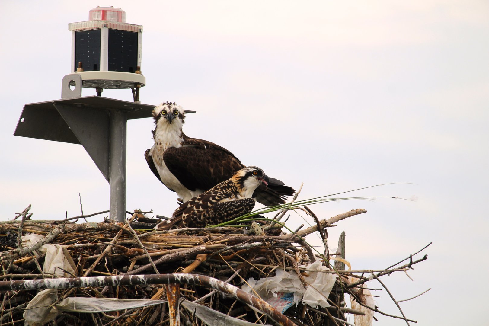North American Ospreys