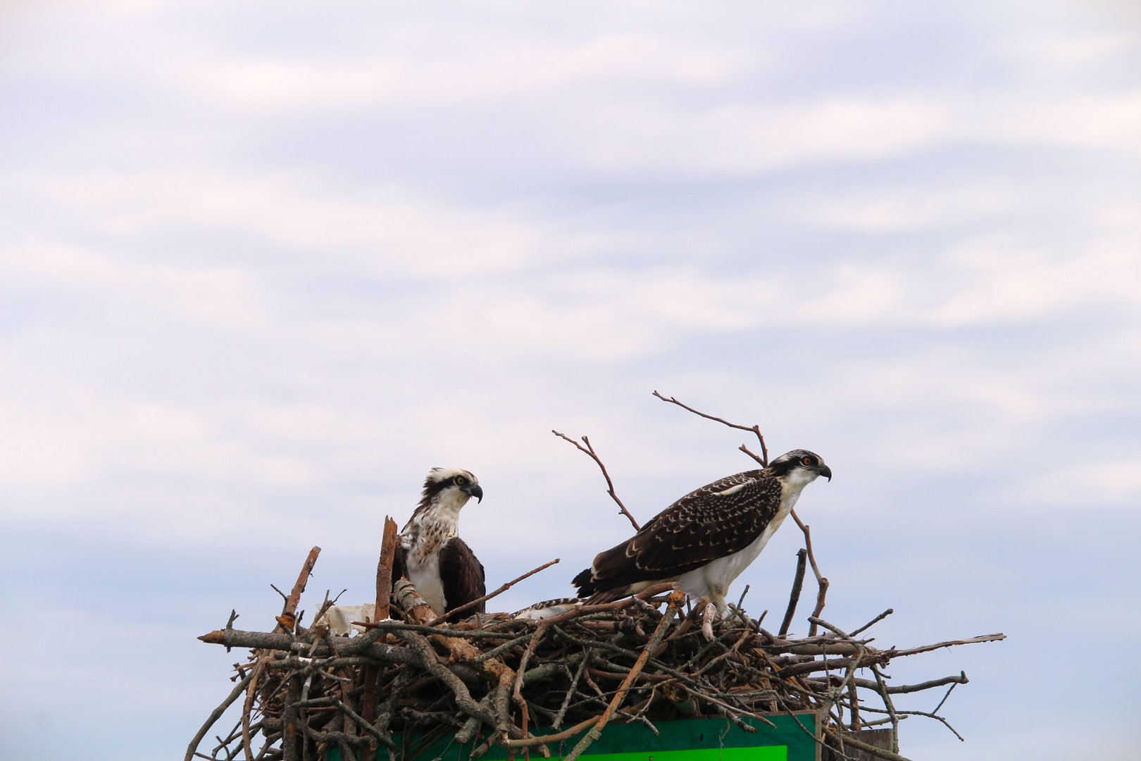 North American Ospreys