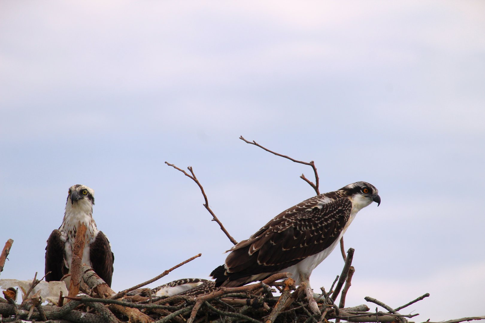 North American Ospreys