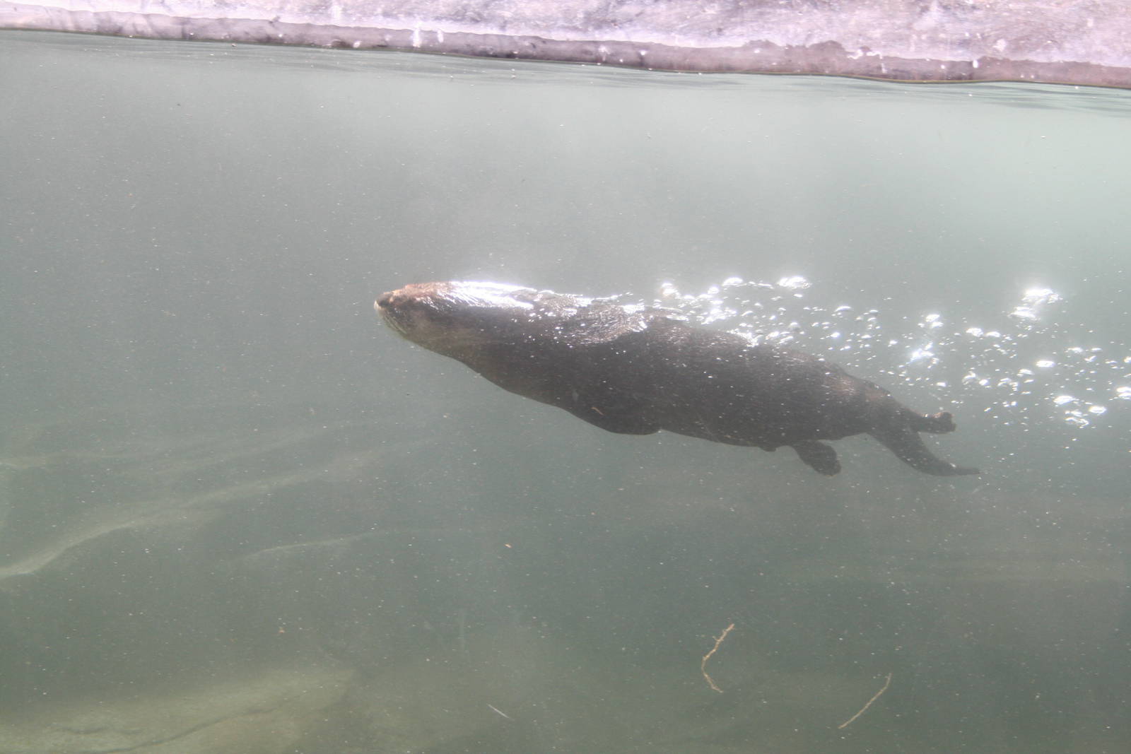 North american otter - Calgary