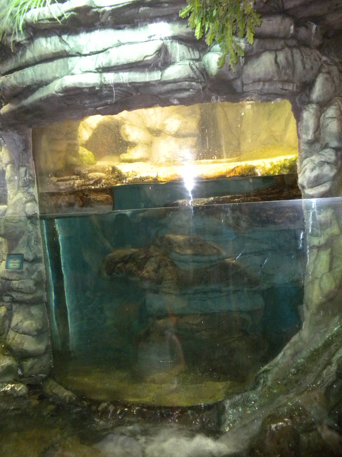 North American Otter exhibit