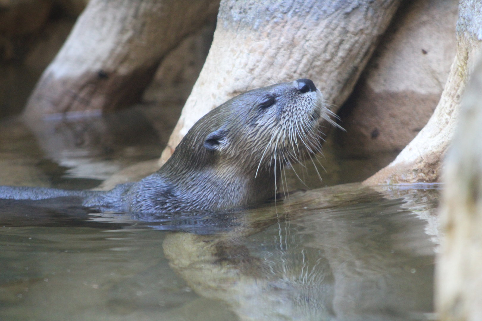 North American Otter (Lontra canadensis)
