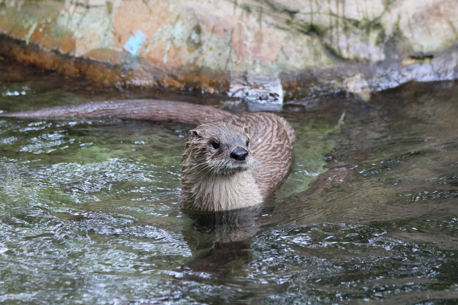 North American Otter - Prague Zoo, July 2013