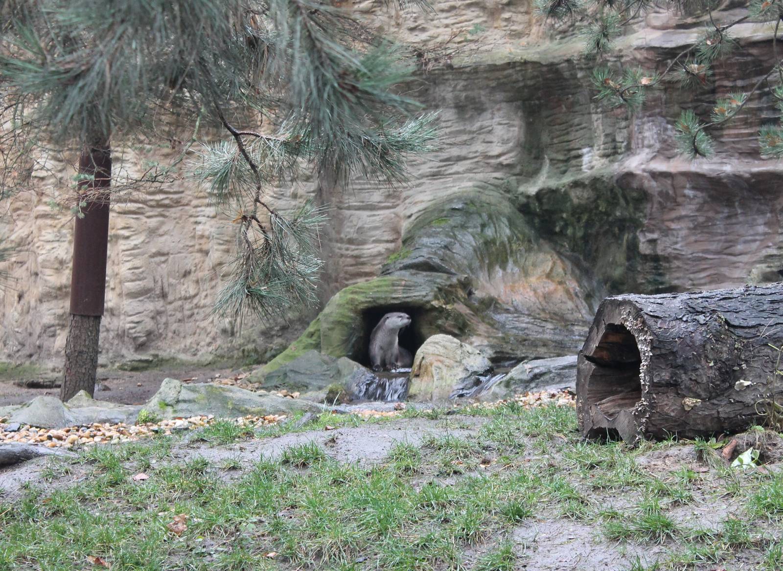 North American otter