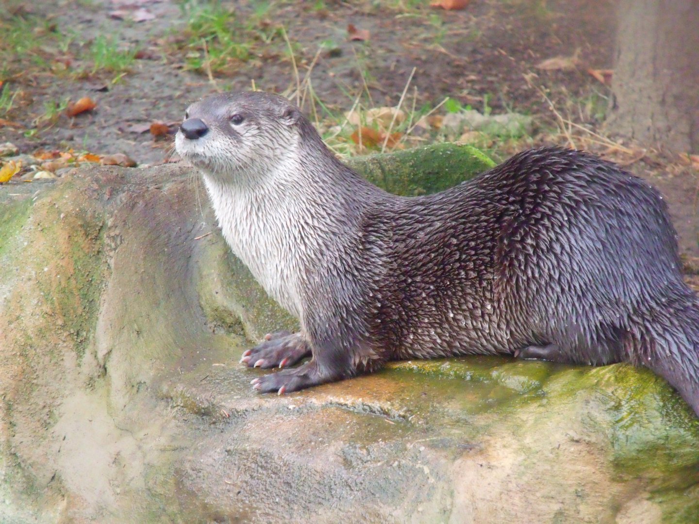 North American otter
