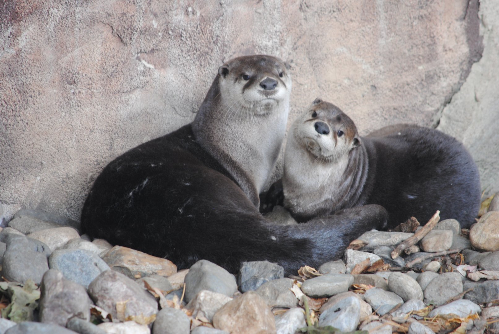 North American Otters