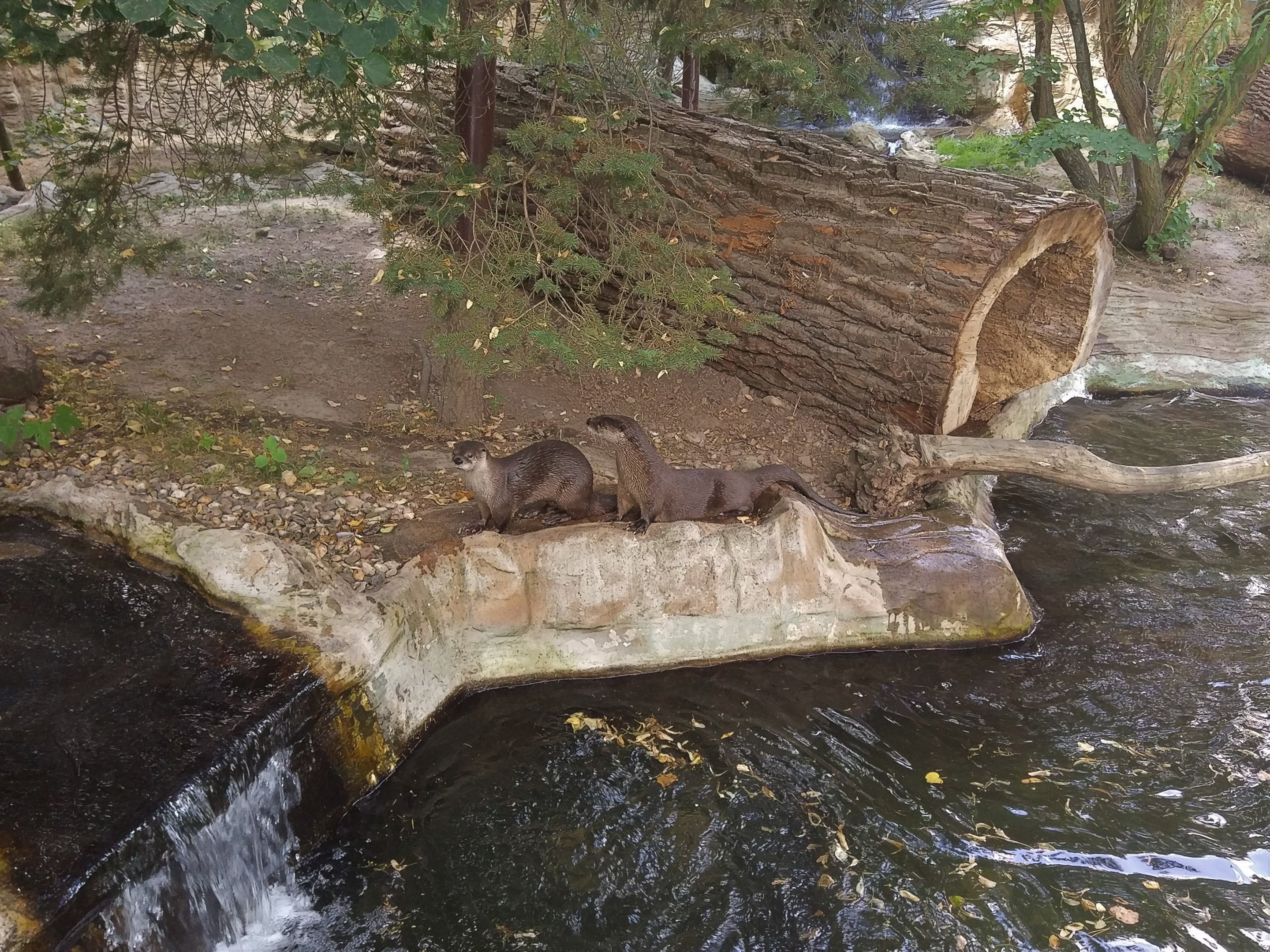 North American Otters