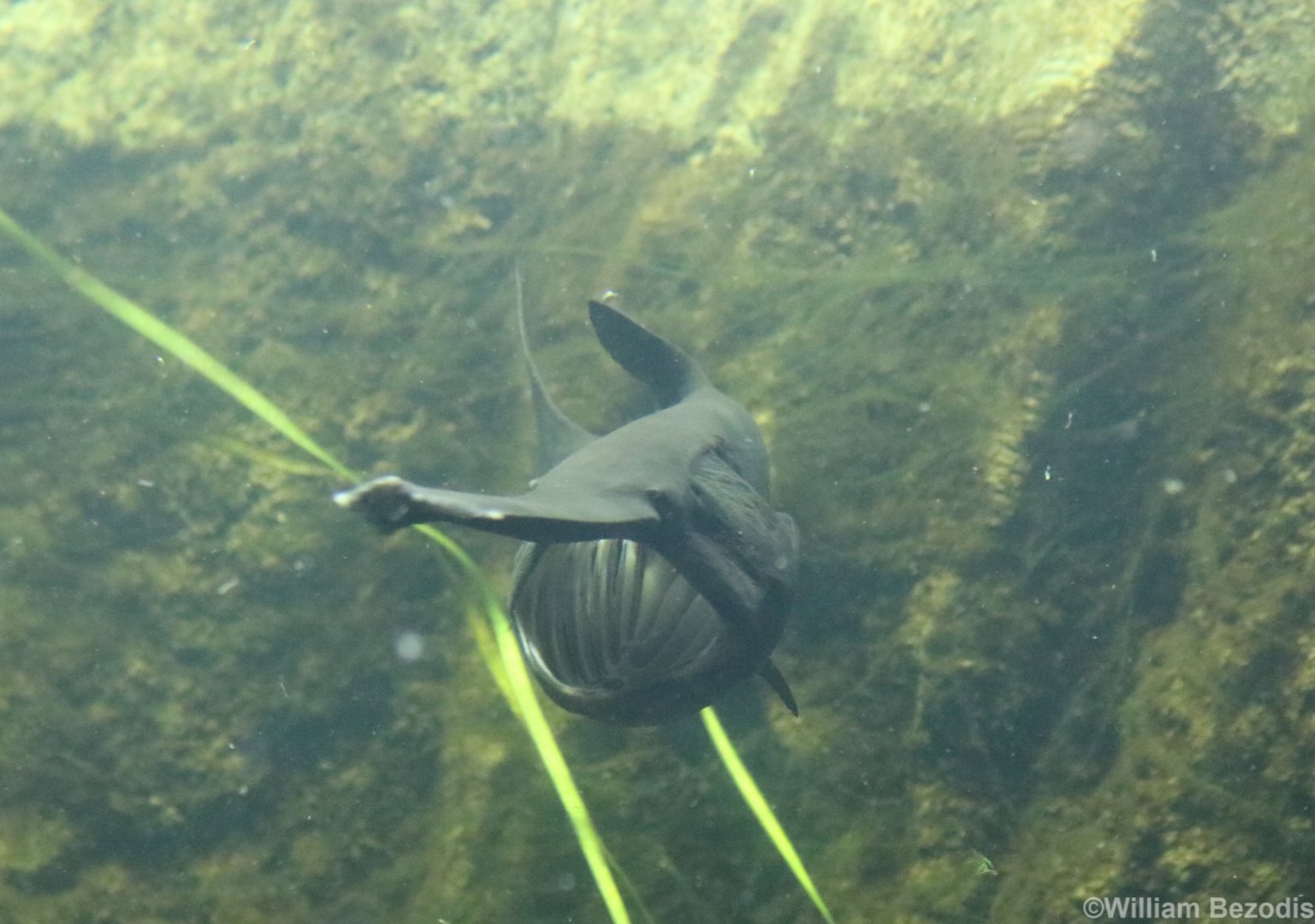 North American Paddlefish