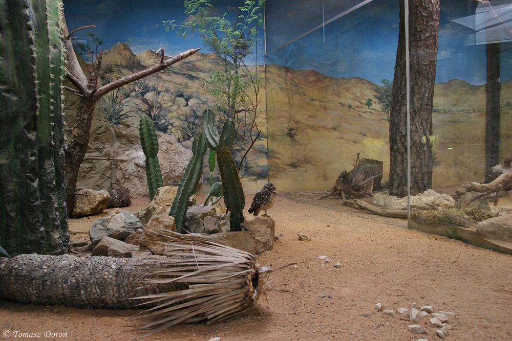 North American pavilion