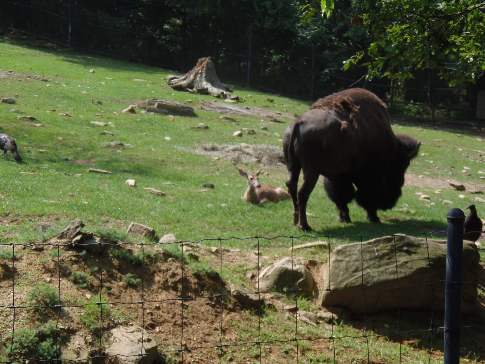 North American Plains- 4 Species on the Plains