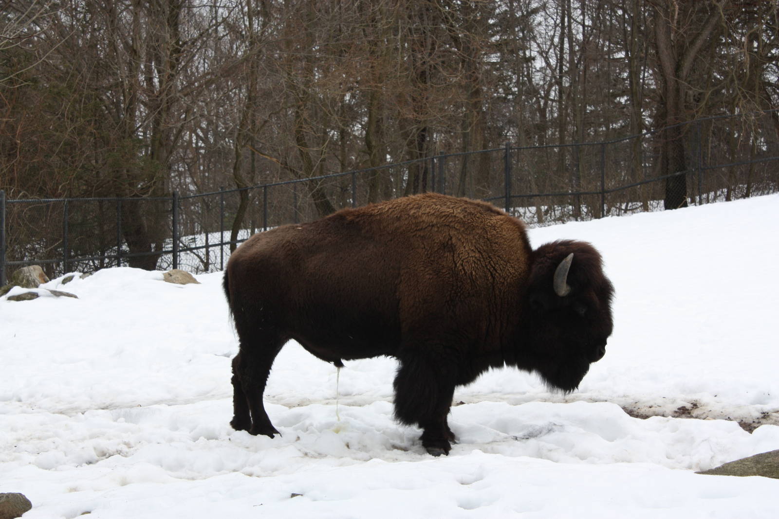North American Plains- American Bison