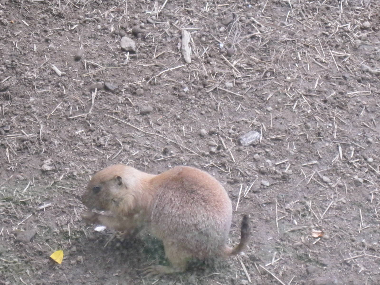 North American Plains- Baby Prairie Dog