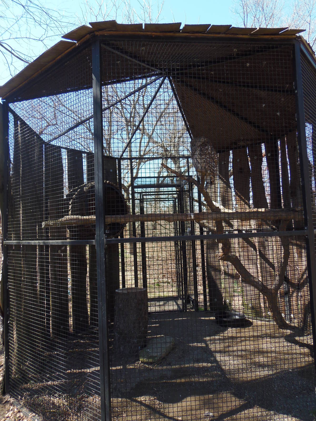 North American Plains- Barred Owl Exhibit