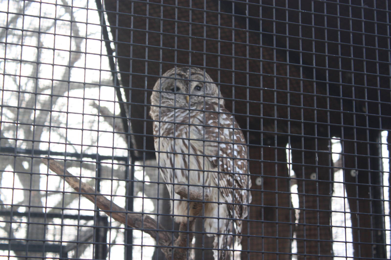 North American Plains- Barred Owl