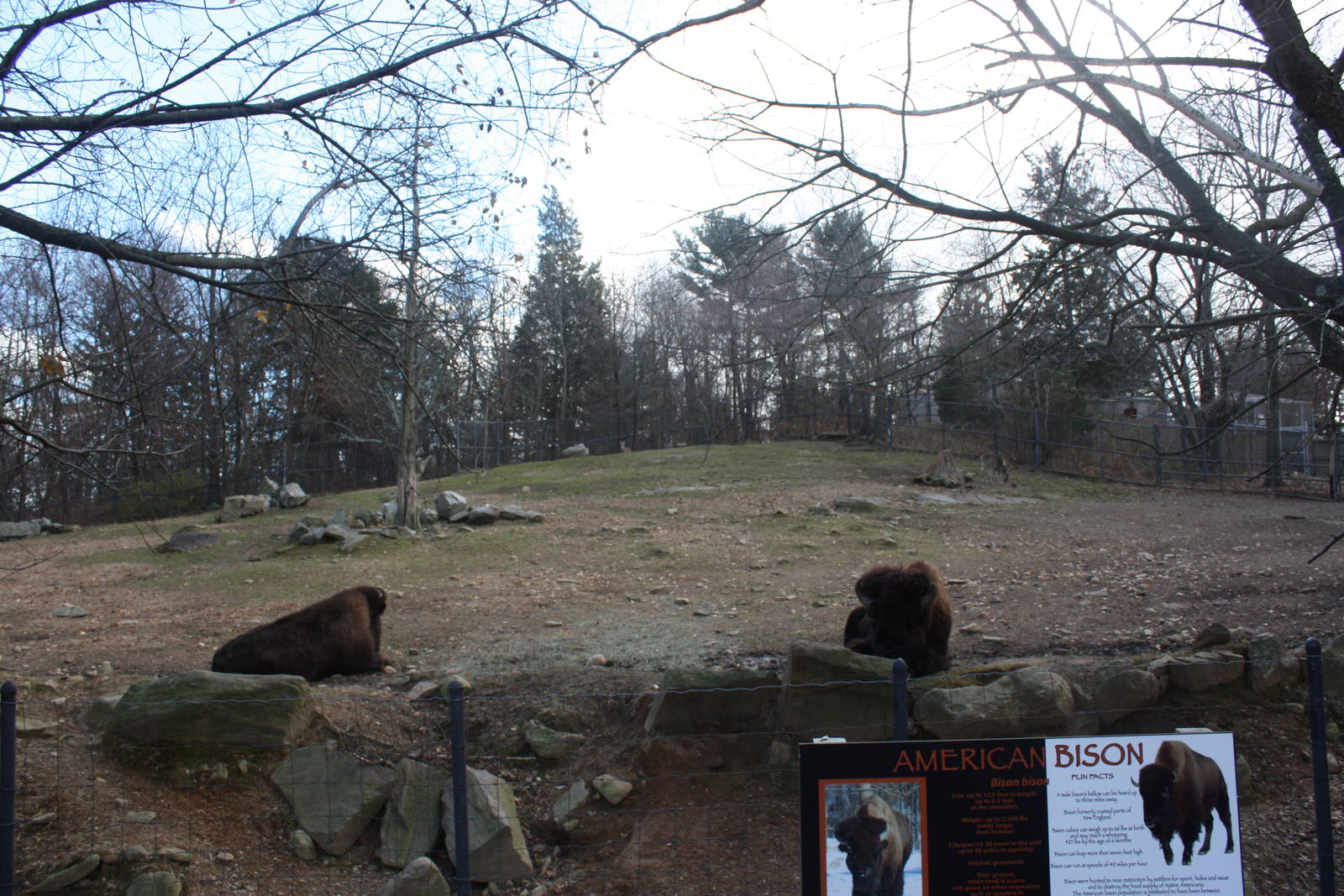 North American Plains- Bison/Deer Exhibit