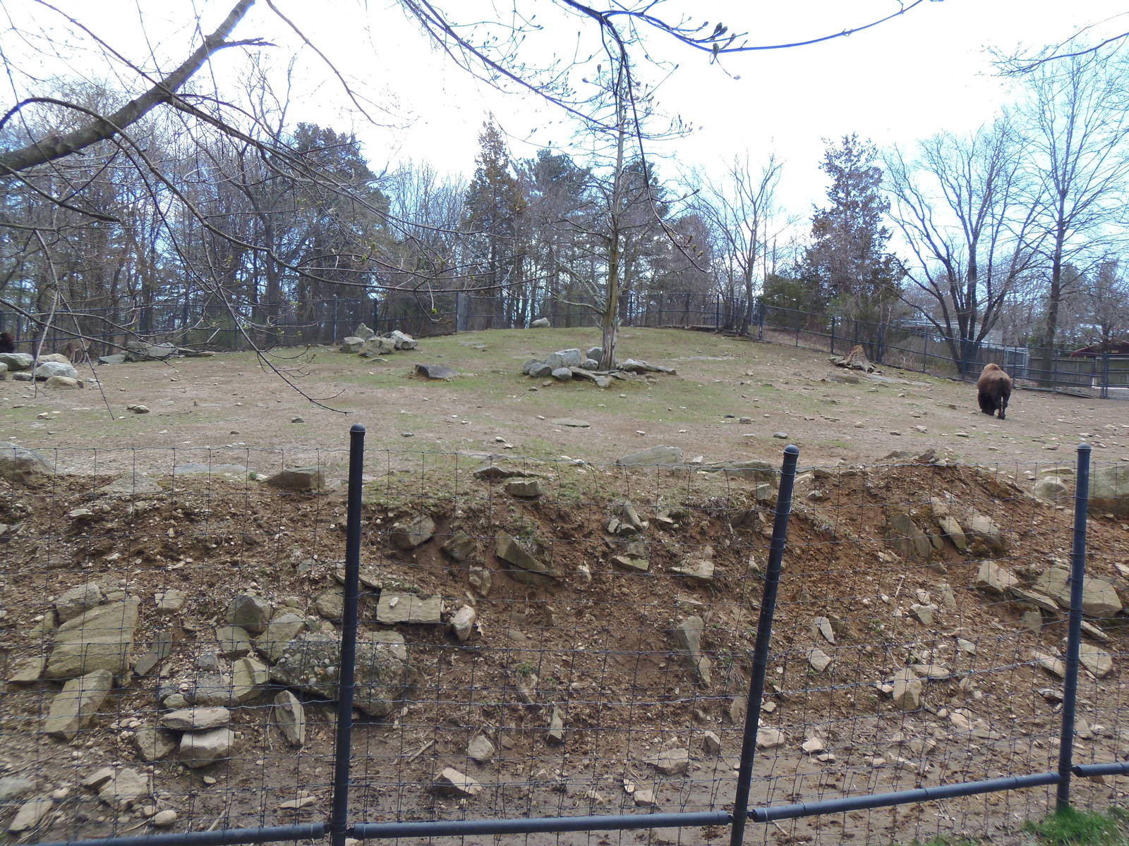 North American Plains- Bison/Deer Exhibit