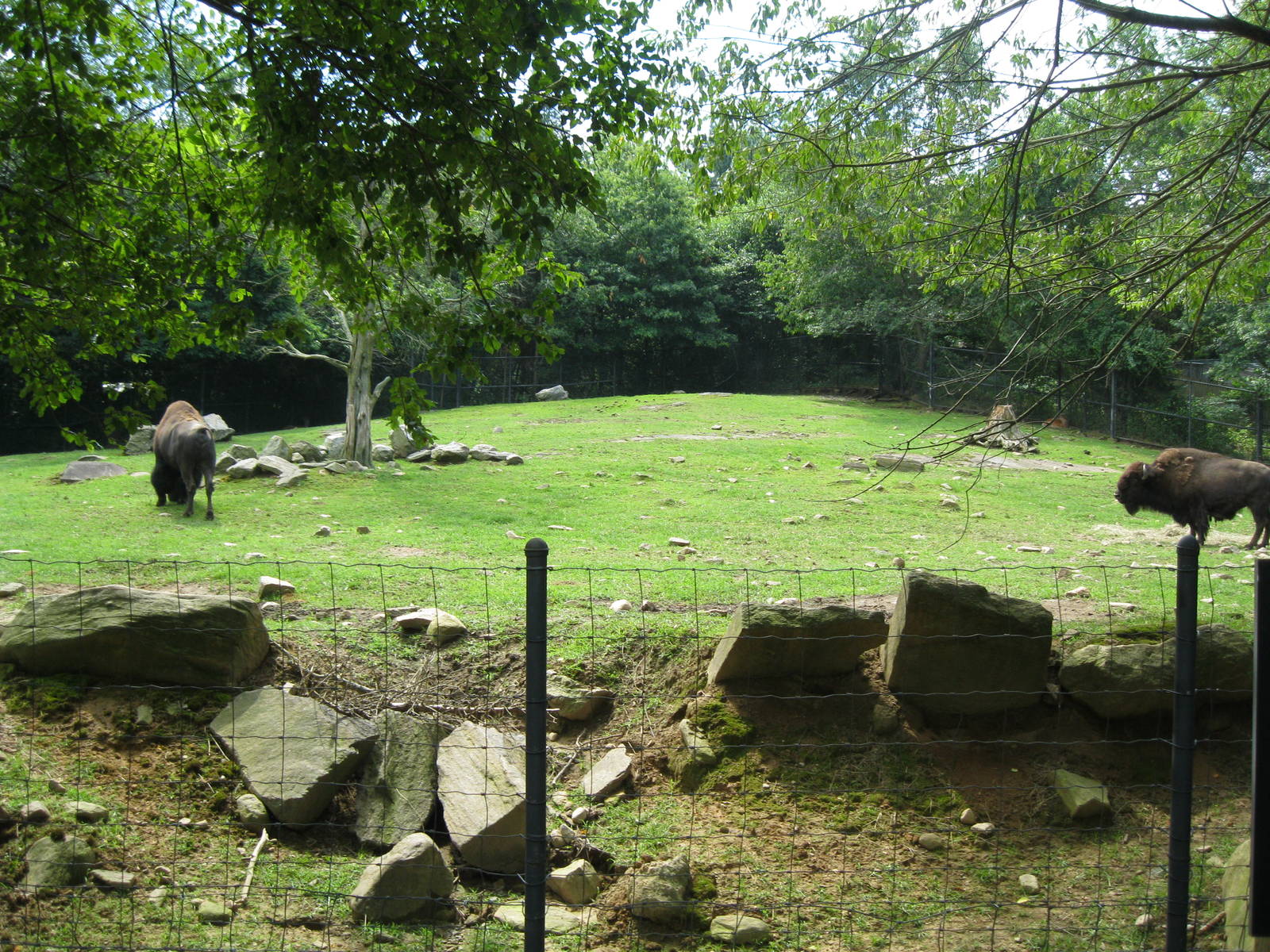 North American Plains- Bison/White-Tailed Deer Exhibit