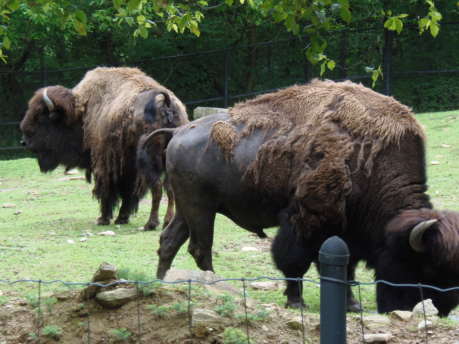North American Plains- Bison