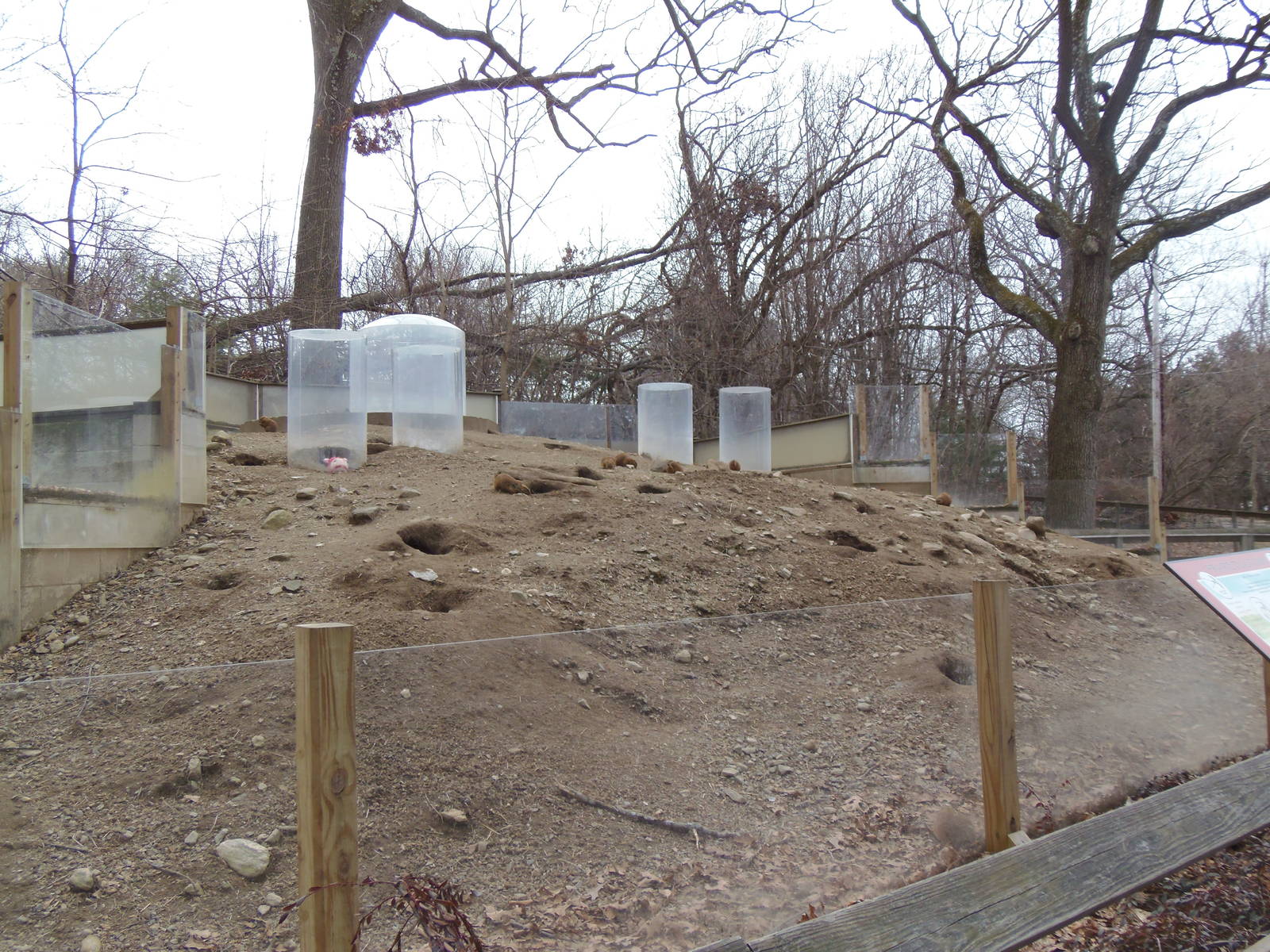North American Plains- Black-Tailed Prairie Dog Exhibit