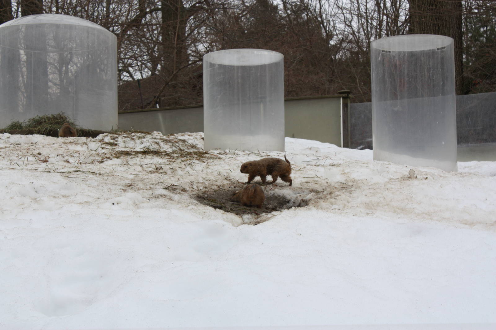 North American Plains- Black-Tailed Prairie Dogs