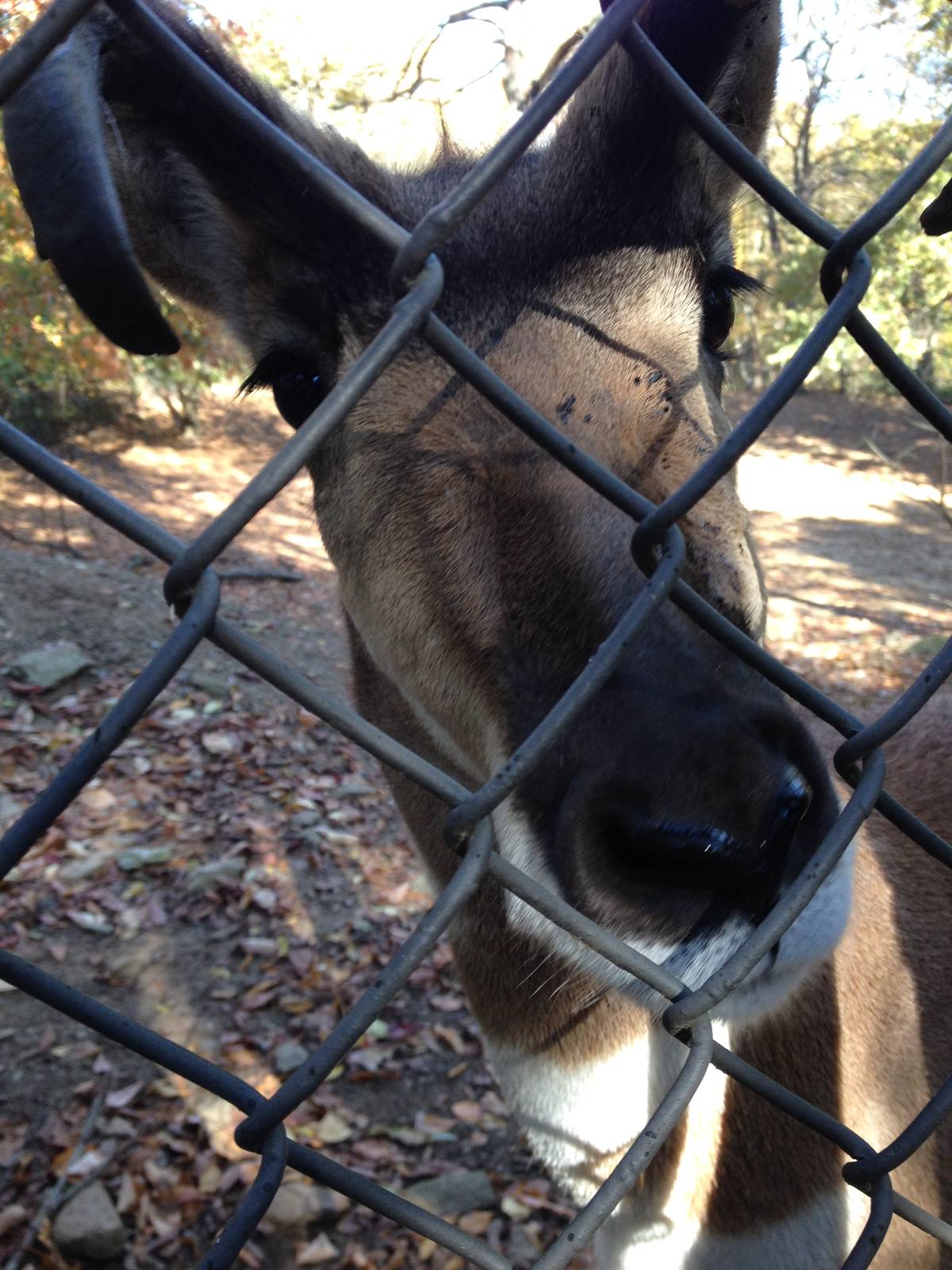North American Plains- Curious Pronghorn