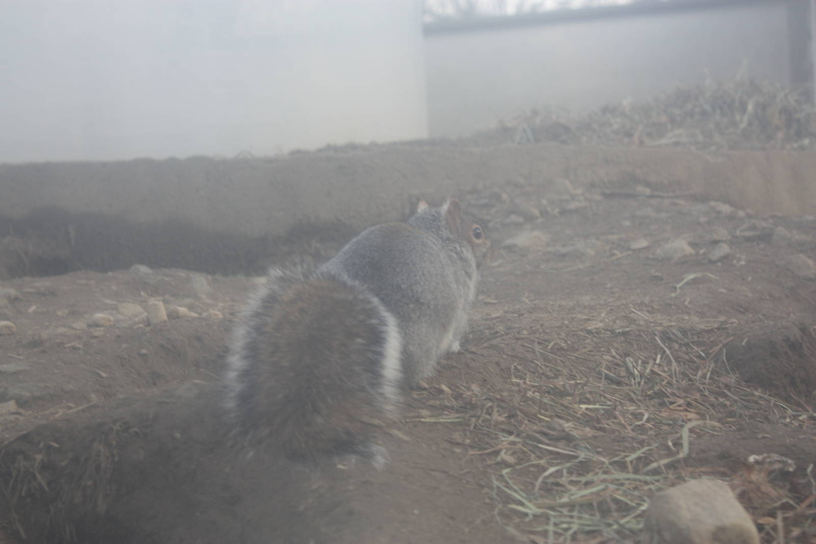North American Plains- Eastern Gray Squirrel