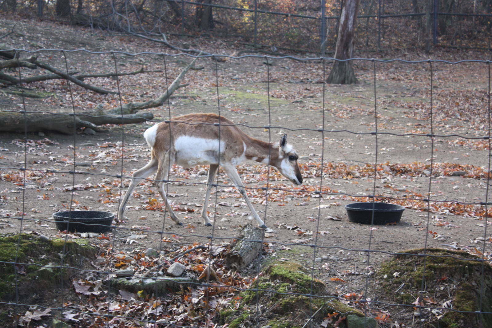 North American Plains- Female Pronghorn