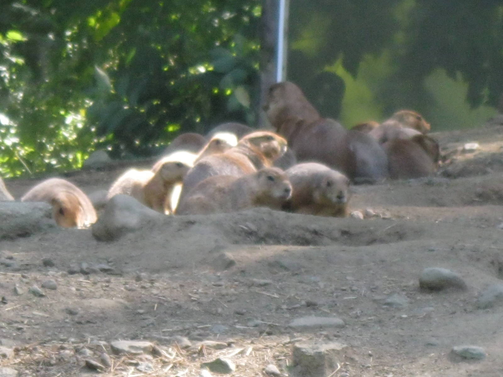 North American Plains- Prairie Dog Colony