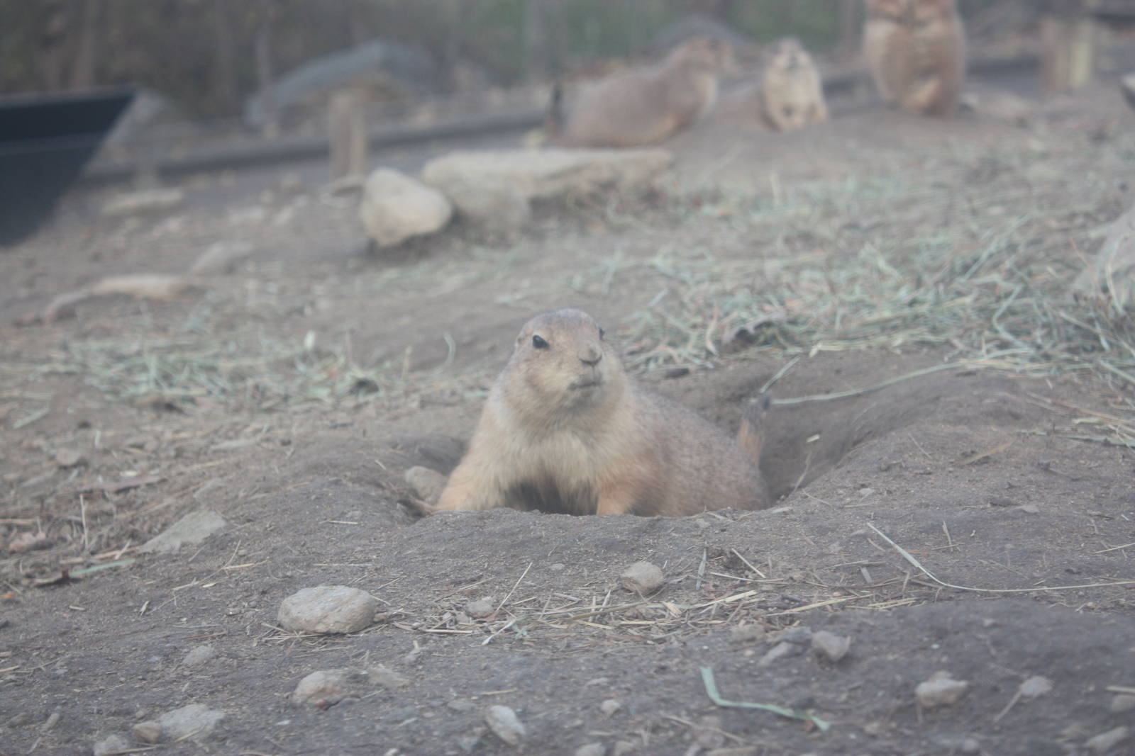 North American Plains- Prairie Dog on the Alert