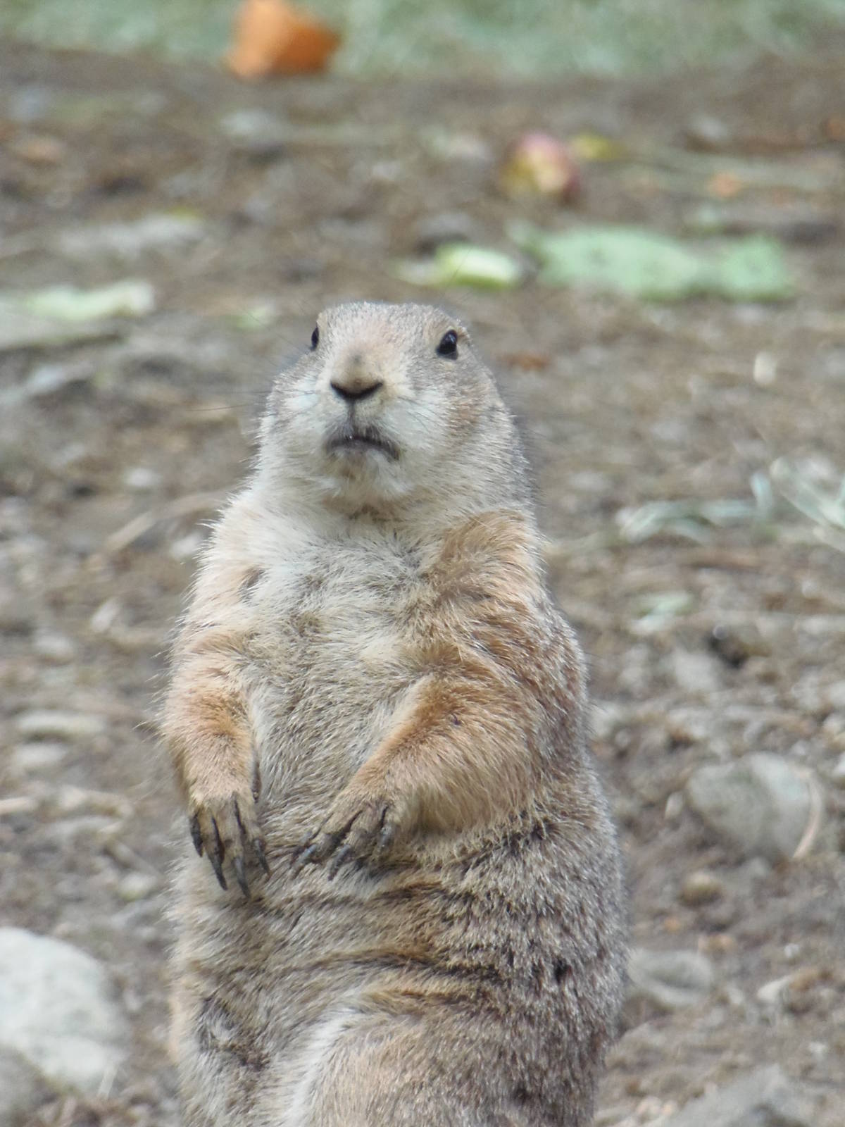 North American Plains- Prairie Dog on the Alert
