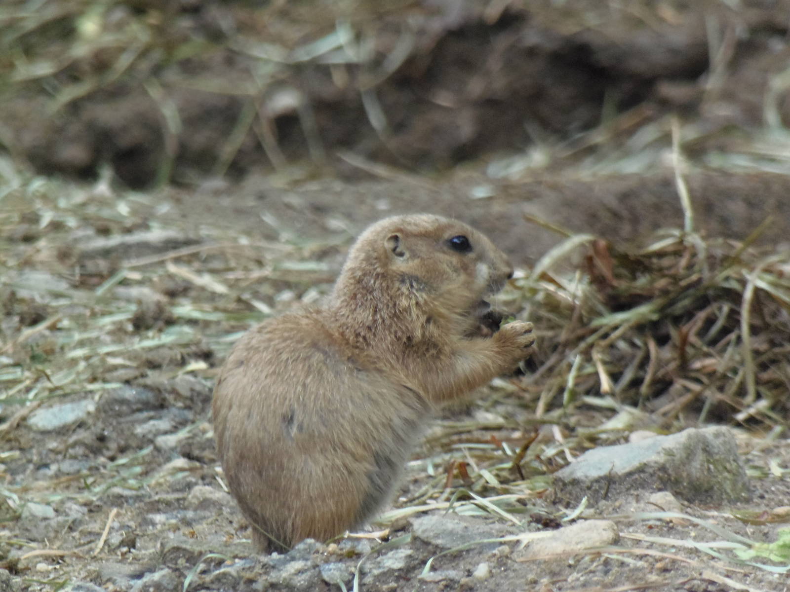 North American Plains- Prairie Dog Pup