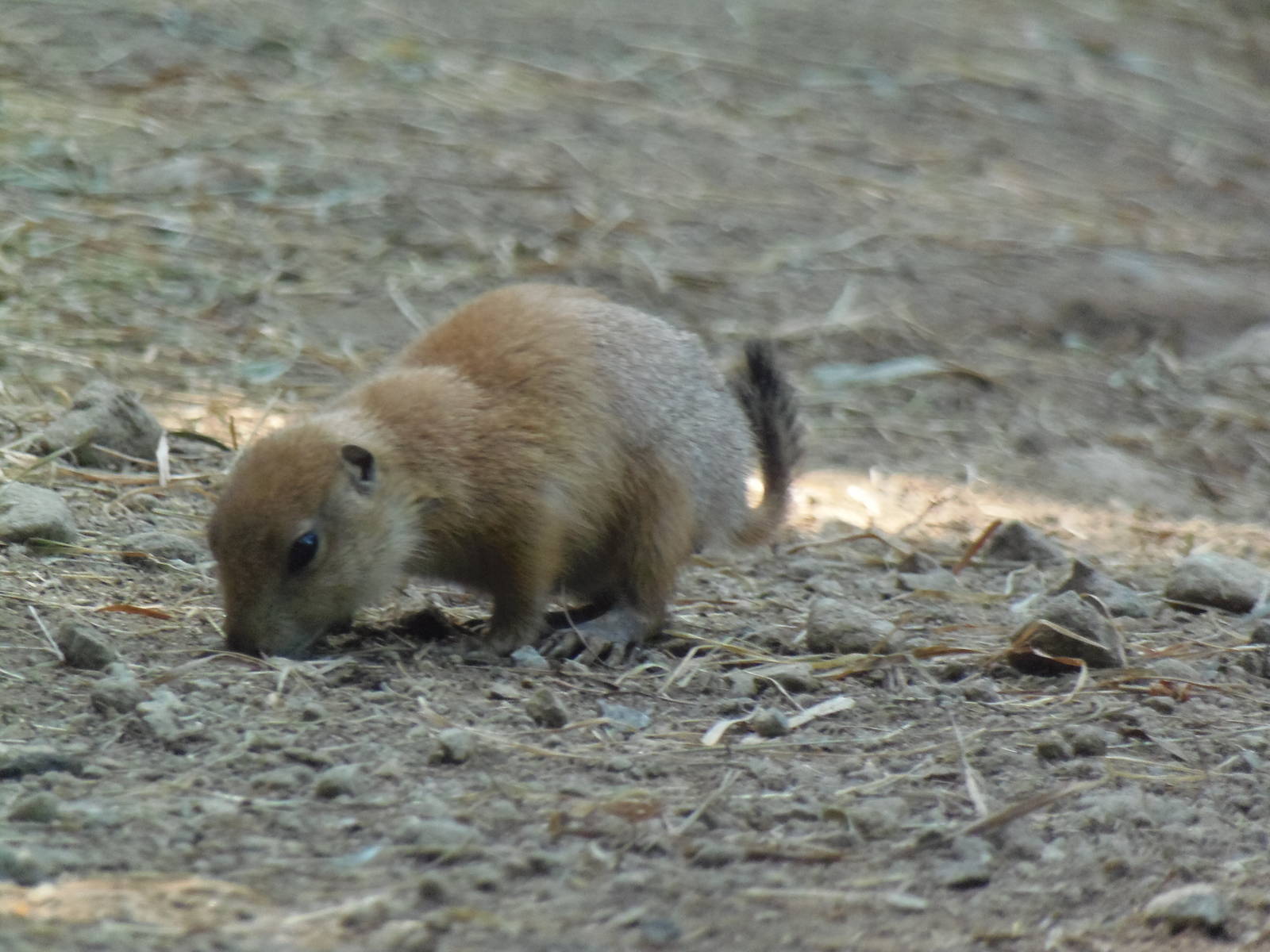 North American Plains- Prairie Dog Pup